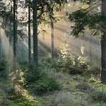 Nyaraló Forest Overlooking Bryrup Langso Silkeborg