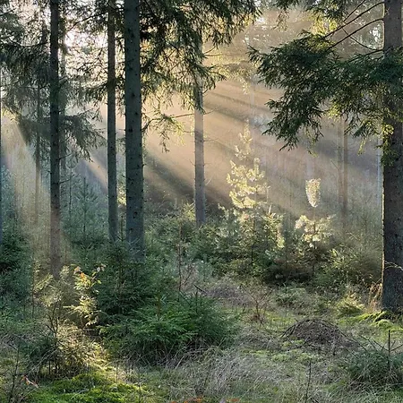 Holiday home Forest Overlooking Bryrup Langso Silkeborg
