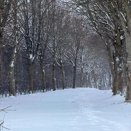 Forest Overlooking Bryrup Langso