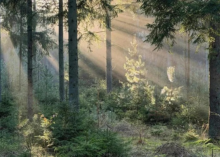 Hébergement de vacances Forest Overlooking Bryrup Langso Silkeborg