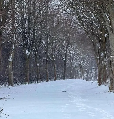 Forest Overlooking Bryrup Langso